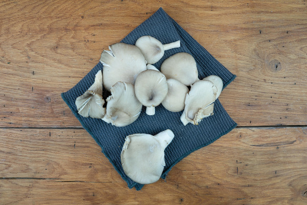 Austernpilze