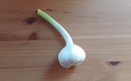 Knoblauch