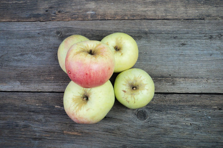 Bio Apfel von Concels vom Obstarboretum Bielefeld